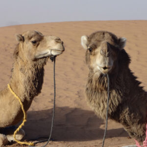 3 Days Camel Trekking To The Sahara Desert