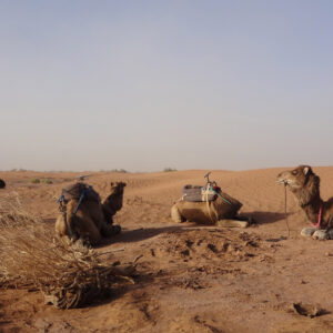 4 Days Camel Trekking To Erg Chigaga Dunes