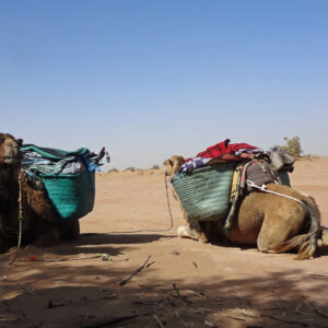7 Days Camel Trekking To Erg Smar Dunes