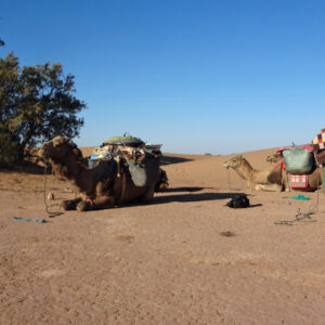 8 Days Desert Trekking To Chigaga and Chebbi