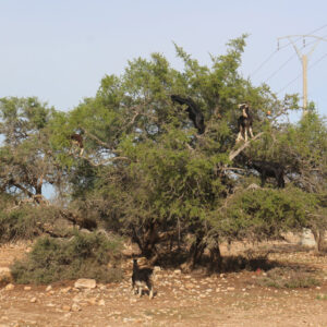Essaouira Day Trips And Excursion