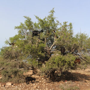 Essaouira Desert Tour