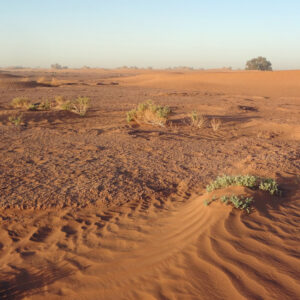 Morocco camel trekking in chigaga