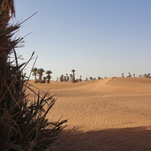 Morocco camel trekking tours in chigaga