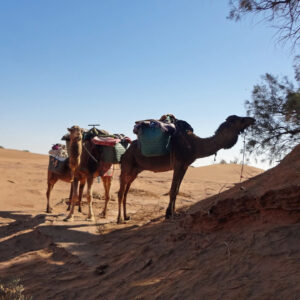 Private Sahara camel trek tour