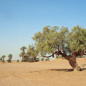 Private morocco Desert camel trekking