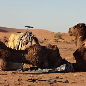 Private morocco camel trek tour