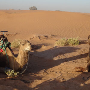 Sahara desert camel trekking experience