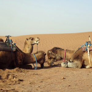camel trek in the sahara desert