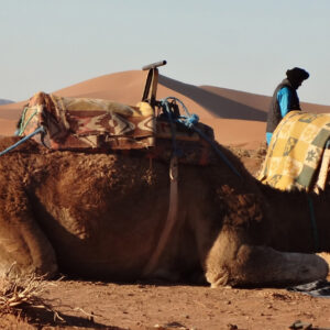 morocco Sahara camel trek experience