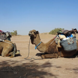 morocco camel trek experience
