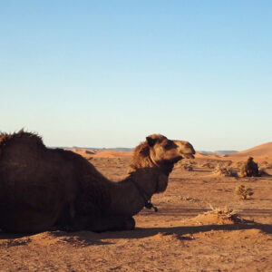 3 Days Camel Trekking To The Sahara Desert