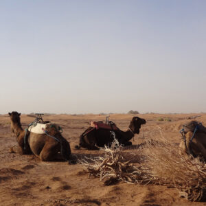 morocco camel trekking experience