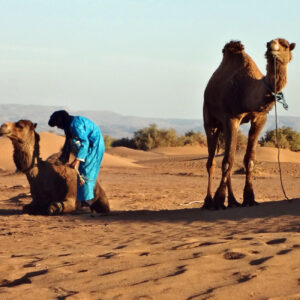 morocco camel trekking tour