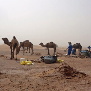 morocco desert camel tour