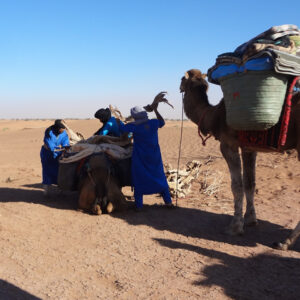 sahara desert camel trekking