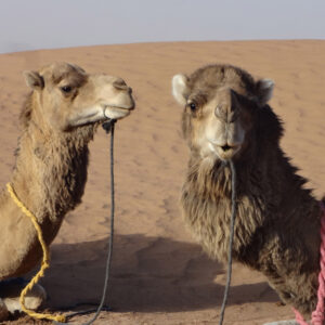 our lovely camels khalid and hanafi